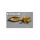 Brook Trout - 1
