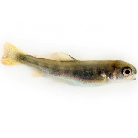 Fry C - 1