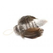 Moth