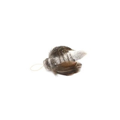 Moth